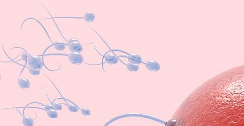 人工授精的成功率大概是多少