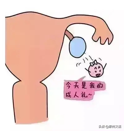 双胞胎的形成过程图解