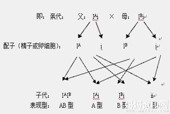 血型遗传规律对照表 揭露孩子是不是亲生的遗传秘密