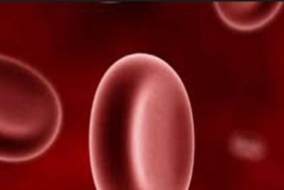 【b型血和o型血后代】o型血和b型血的子女是什么型