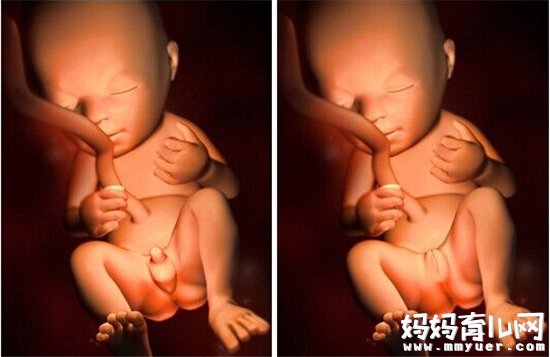 胎宝最好的玩具竟然是它 孕妈妈不知道的胎儿生活