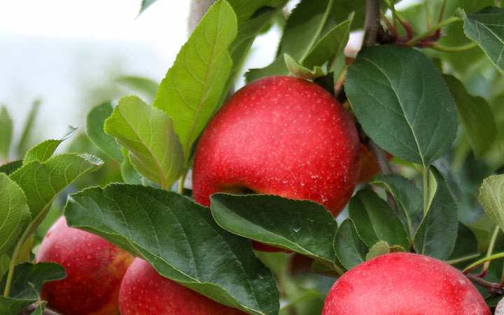 孩子长个子的最佳水果来了，长高必吃的7种食物都在这