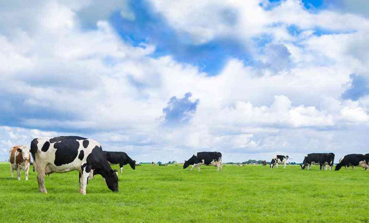 四大有机奶粉最好的是哪款适合宝宝？