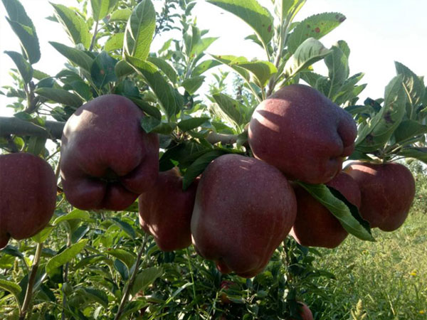 从营养成分来看，6个月宝宝的辅食吃蛇果还是苹果更好？