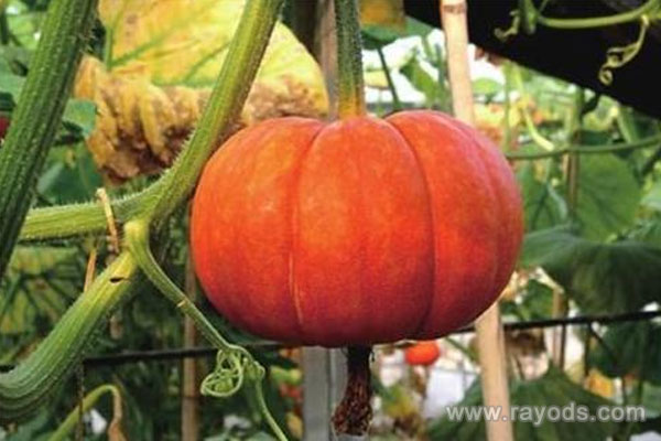 坐月子能吃南瓜吗？