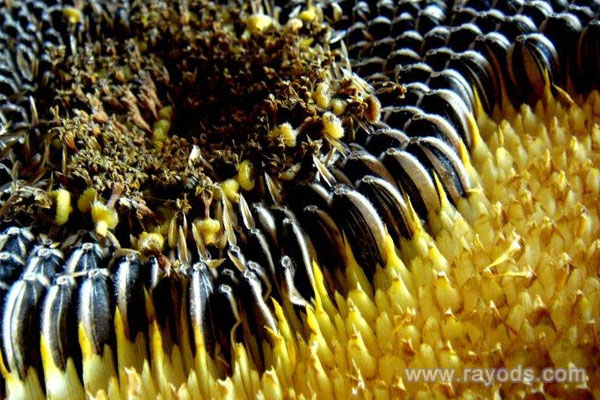 坐月子可以吃瓜子吗？