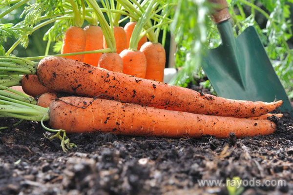 坐月子可以吃胡萝卜吗？