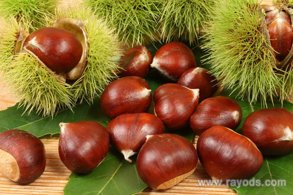 坐月子可以吃板栗吗？