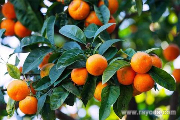 坐月子可以吃橘子吗？