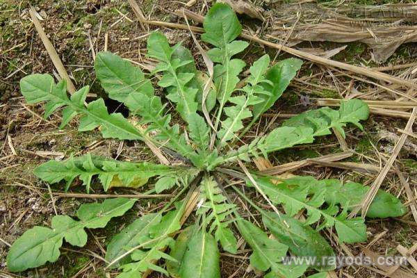 怀孕期间不可以吃荠菜吗？孕妇吃了荠菜对胎儿有影响吗？