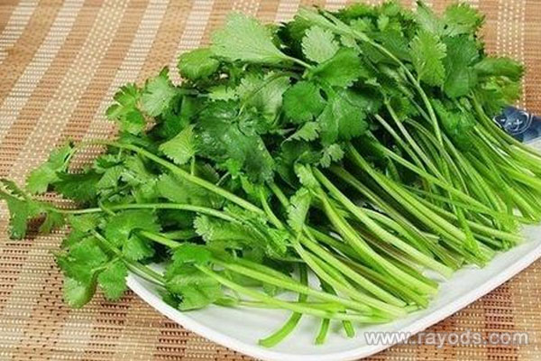 坐月子可以吃香菜吗？