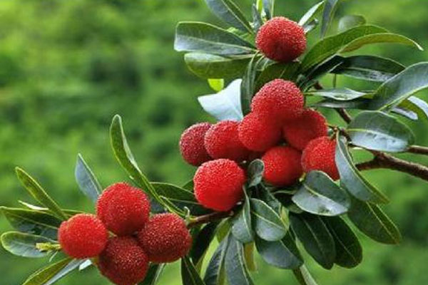 北京坐月子可以吃杨梅吗？