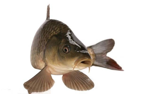 月子餐草鱼做法大全 产后这样吃营养又美味