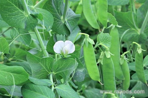 坐月子能吃豌豆吗？