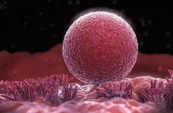 女人的卵子排出体外是什么样子 一张图片来解释