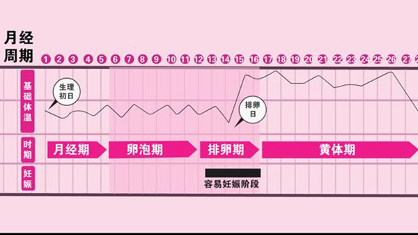 月经干净了第几天排卵 月经过几天可以同房