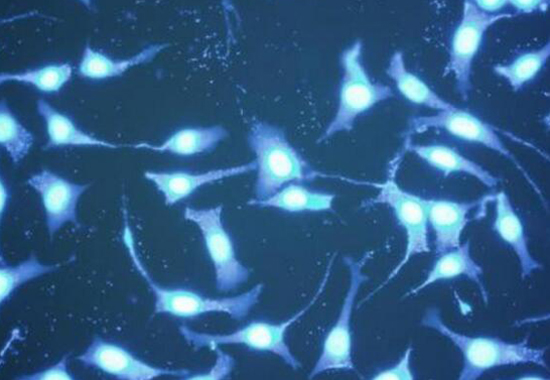 支原体感染的原因和症状 支原体感染会传染给孩子吗