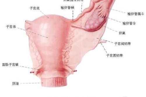 卵管堵塞还有哪些原因造成（输卵管堵塞怎么能治好）