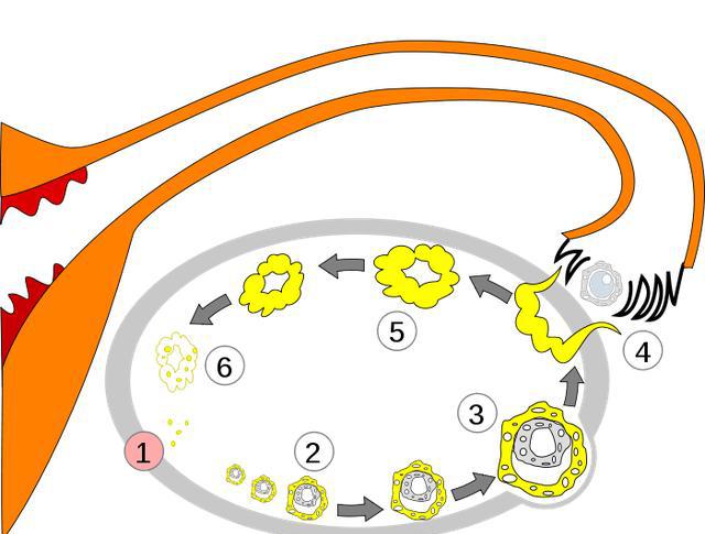 能让卵泡长大的食物（吃什么最补卵巢）