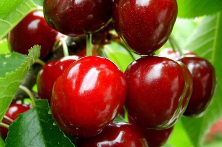 孕妇吃樱桃要了解那些注意些什么（樱桃只有补铁吗）