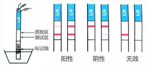 试纸什么时候用（怎样看验孕纸的测试结果）