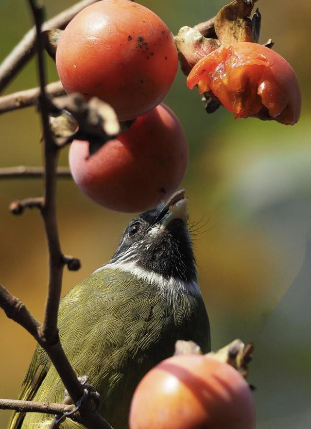 备孕要补充哪些维生素（男性备育补什么维生素）