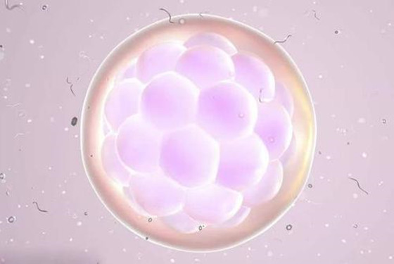 优势卵泡排出多久同房易受孕 千万抓住最佳时机