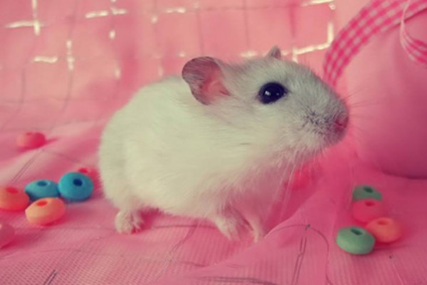 生肖鼠男最怕出生几月 属鼠人的流年运程如何