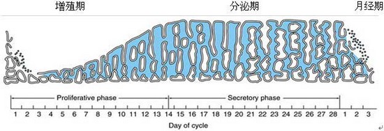 让女人又爱又恨的“大姨妈” 月经紊乱危害健康