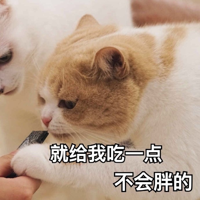 就给我吃一点不会胖的