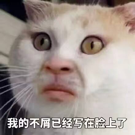 我的不屑已经写在脸上了