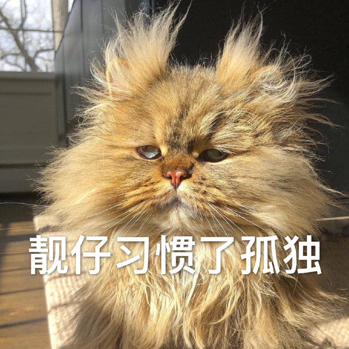 靓仔习惯了孤独