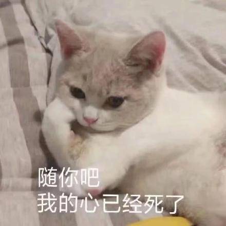 随你吧 我的心已经死了