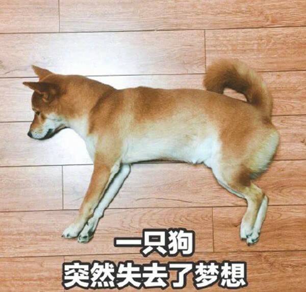 一只狗突然失去了梦想