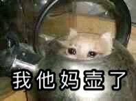 你他妈壶了