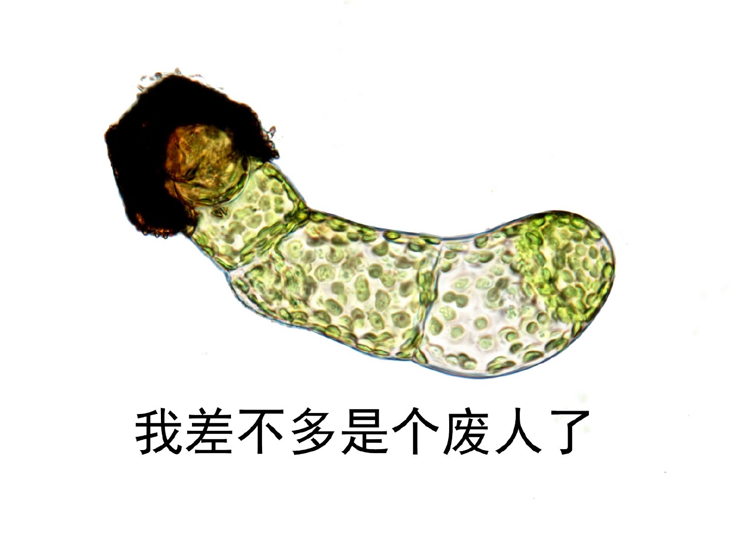 我差不多是个废人了