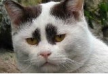 小猫生气
