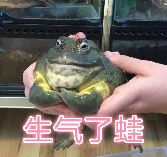 生气了蛙