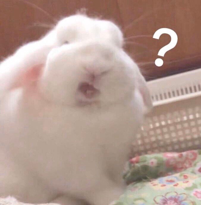 兔子疑惑