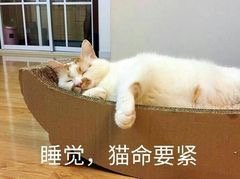 睡觉猫命要紧