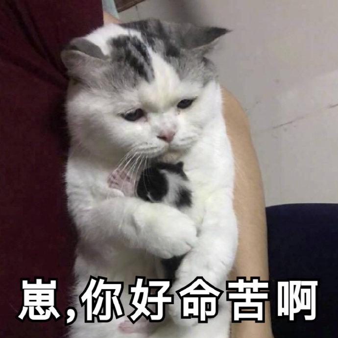 崽你好命苦啊