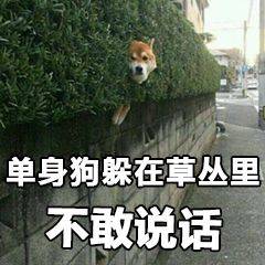 单身狗躲在草丛里不敢说话