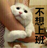 不想上班 猫猫