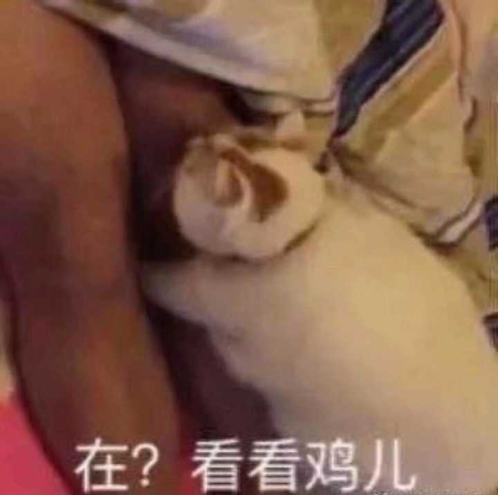 在 看看鸡儿