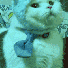 猫咪蹦迪
