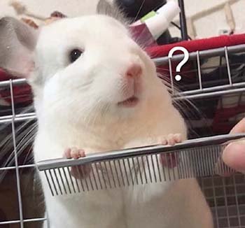 白鼠疑惑