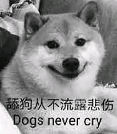 舔狗从不流露悲伤，Dogs never cry