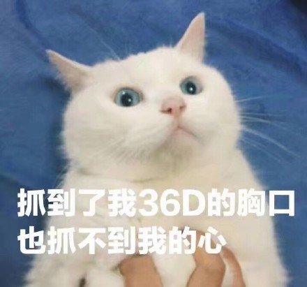 抓到了我36D的胸口也抓不到我的心