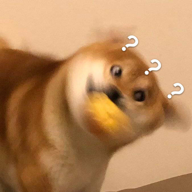 秋田狗摇头疑惑
