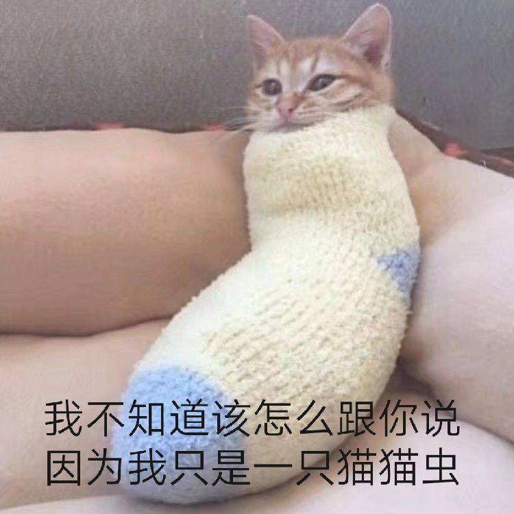 我不知道该怎么跟你说因为我只是一只猫猫虫
